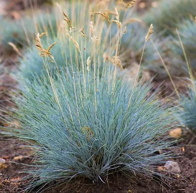 Buy Festuca Glauca Elijah Blue - Blue Grass 2 Litre Pot • 15£