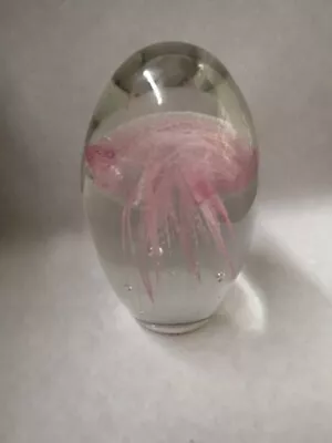 Buy Paperweight Glass With Pink Jellyfish 4.5 Inch • 15£