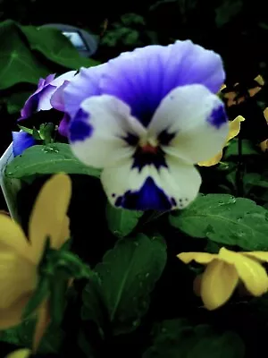 Buy Viola Delft Blue. 24 Seeds. • 1£