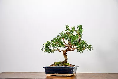 Buy Bonsai Juniper 14cm Blue Opal  White Stoneware Pot ZT1164 • 150£