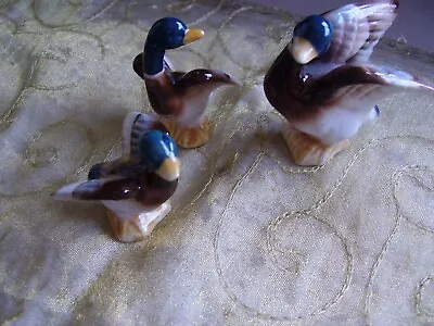 Buy 3 Vintage Miniature  Mallard Duck Bone China Figurines • 3£