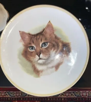 Buy Duchess England Bone China Collectible Plate 8 1/4  Maine Coon Cat Pattern • 18.64£