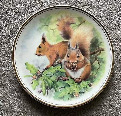 Buy Royal Vale Animal Plates Bone China Red Squirrel. Gold Rim • 2£