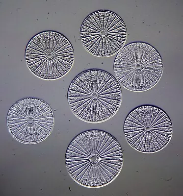 Buy Antique Microscope Slide By Richard Suter. Exhibition Group Of Spider-web Diatom • 8£