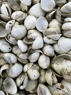 Buy 20kg Cockle Shell Mulch Plant Path Dressing Drain Weed Slug Garden Border Stone • 30£