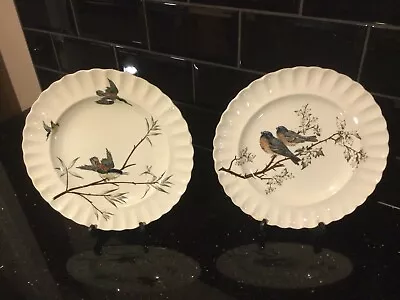 Buy Rare Antique Copeland C 1851 - 1895 Bird Pattern 10” Dinner Plates X 2 • 29.99£