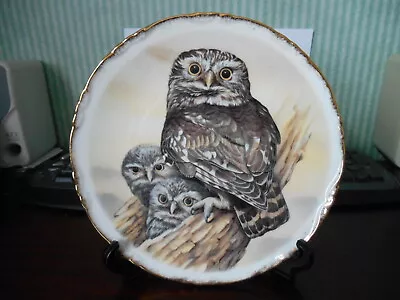 Buy Royal Vale Bone China Plate - Little Owl - Made In England • 10.99£