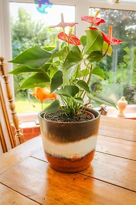 Buy Vintage - Glazed Plant Pot - West German - 17.5 Inner Diameter - Brown & White • 19.99£