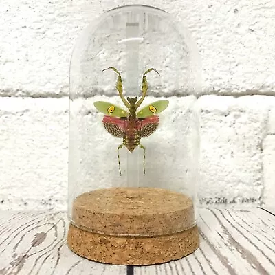 Buy Jewelled Flower Mantis (Creobroter Gemmatus) Female Glass Bell Dome Display Jar • 35£