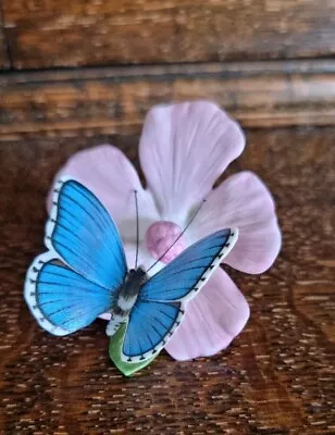Buy Franklin Mint Porcelain Butterflies Of The World Sculpture Adonis Blue  • 9.99£