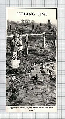 Buy (3317)  Chapmore End Ware Children Feeding Ducks   - 1971 Clip • 6.75£