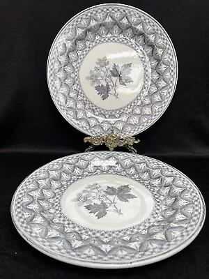 Buy Rare Antique Pair Of Georgian SPODE 9.25'' Grey Botanic Plates C.1815~1820 • 12.99£